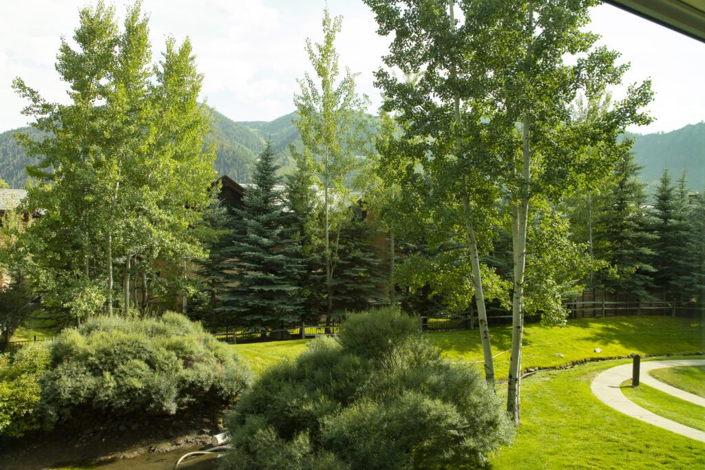 Beautiful backyard area with vibrant green trees at Vine development